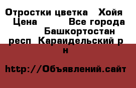 Отростки цветка  “Хойя“ › Цена ­ 300 - Все города  »    . Башкортостан респ.,Караидельский р-н